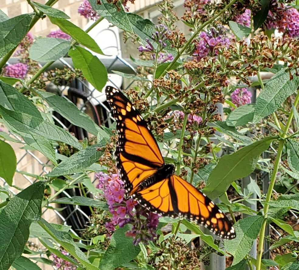 Monarch fuels up for migration